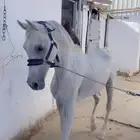 احصان لبيع