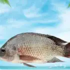 (( مزرعة النخبة للاستزراع السمكي ) يوجد لدينا للبيع سمك بلطي