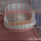 فندقه قطط   بالدوادمي