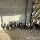 ديوك بلدي 5 شهور