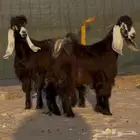 فحول تيوس عوارض العدد  . 2