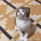 كيتن سكوتش للبيع