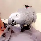 للبيع ببغاء أفريقي كاسكو رمادي