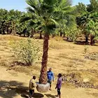 نخل واشنطني زينه للبيع باسعار مناسبة