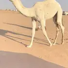 للبيع قعود كفو