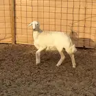 رخل جذعه مقنوي