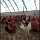 دجاج بلدي - ديوك بلدي