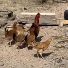 أربع من دجاج وديك كفو للبيع على اسوم الموقع الحفائرقبل طريب
