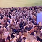 صوص دجاج عربي اصيل