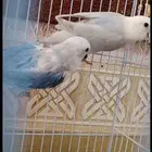 زوج روز