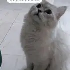 قط ضايع حي الفضيلة