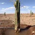 نخل مثمر إخلاص صقعي مجدول سكري