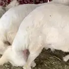 بهم خرفان ورخال