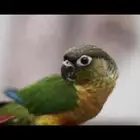 طير كنيور يلو سايد