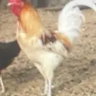 ديك للليع أسوم 0