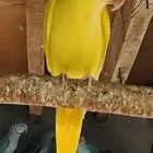 ذكر درة لاتينو منتج