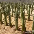 نقوم بقلع وغرس جميع انواع النخيل