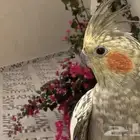 للبيع طير كروان اليف مع القفص