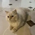 قط شيرازي ذكر