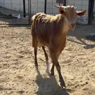 تيس مشروع فحل وعنز