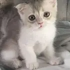 للبيع سكوتش فولد