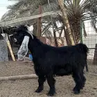 تيس عارضي طيب