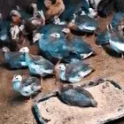 للبيع 20 حجل عمر شهرين من أفضل السلالات جميعها نشطة وصحية.