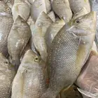 سمك وروبيان