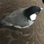 للبيع طير بلبل اليف  بالشرقيه