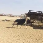 فحل نجدي صنف فاخر