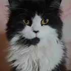 قط شيرازي للتنبي بدون مقابل