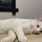 قط ذكر معقم للتبني