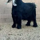 تيس عارضي صنف بتعريفه منتج الموقع الجمش. القرين