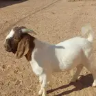 تيس بورقت بيور للبيع