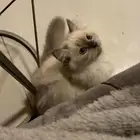 قطط