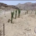 ابوعمارلبيع الفسايل وغرسها ويوجدفسايل بكل انوعها