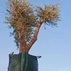 مقول شبوك توريد وتركيب وتوريد أشجار الزيتون