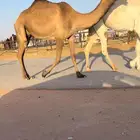 للبيع ناقه ضروبه كفو