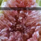 شتلات تين و عنب وفواكه أنواع فاخره