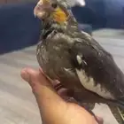 طير كروان