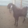 تيس فحل هولندي أبوه هولندي وامه سوريه يضرب 