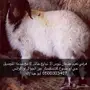 ذبائح حائل
