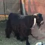 تيس للبيع 