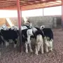 طليان نجد 