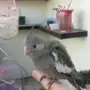زكر كروان اليف جدا