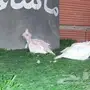 الحرازات