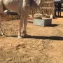 ولد تمام الهرش