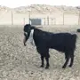 تيس للبيع
