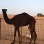 بكار مجاهيم