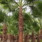 تنسيق الحدائق المنزلية وتركيب العشب الصناعي